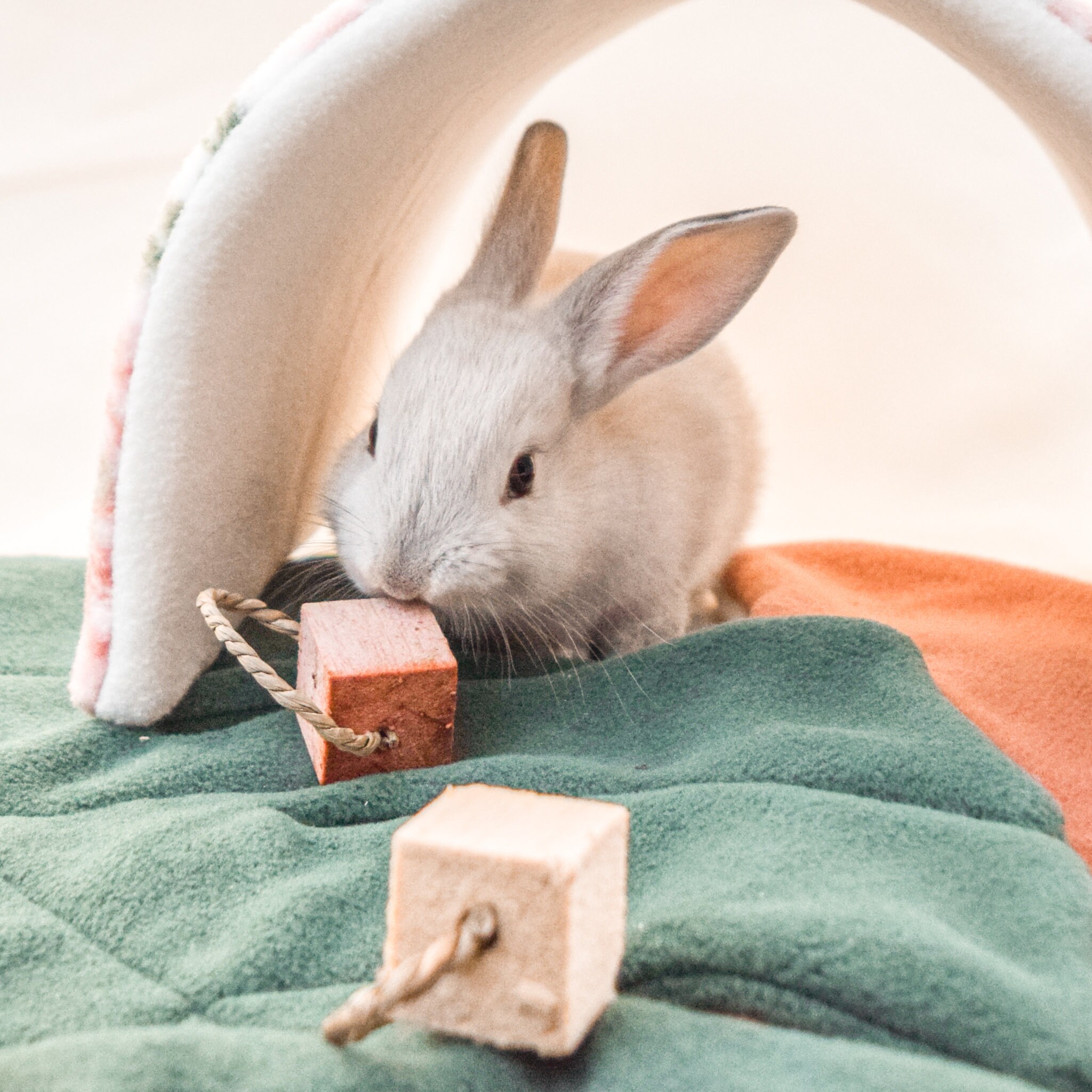 Balsa Throws Fruit Infused Balsa Wood for Rabbits Guinea Etsy