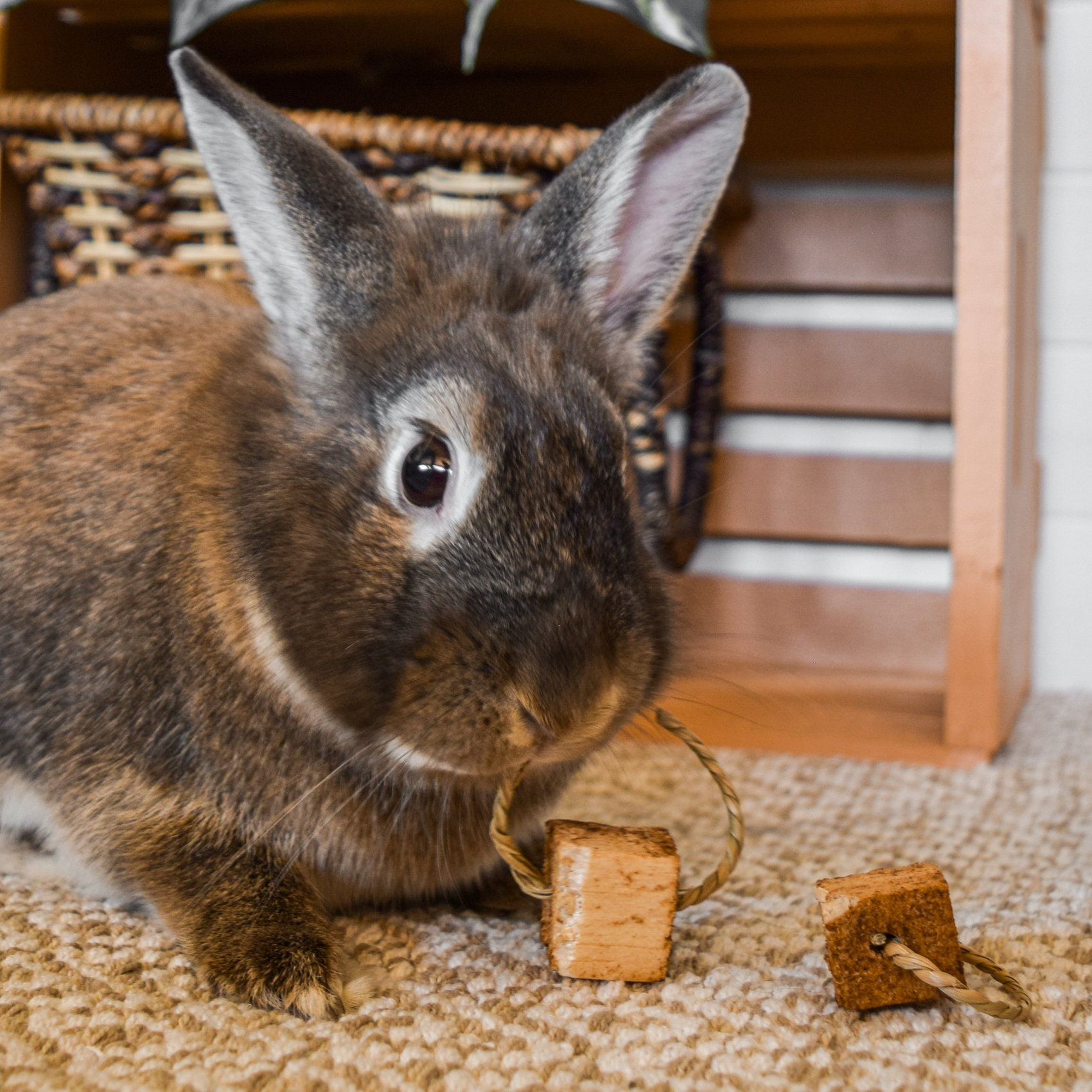 Balsa Throws Fruit Infused Balsa Wood for Rabbits Guinea Etsy