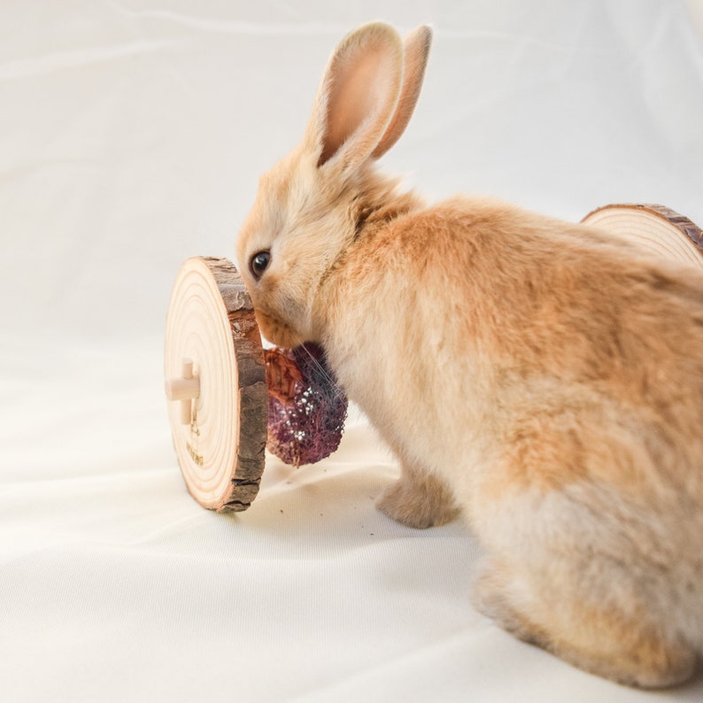 May include: A brown bunny rabbit with white fur on its belly is chewing on a wooden toy with a purple and brown fabric piece attached. The toy is shaped like a wheel.