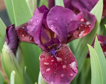 Peut inclure: Gros plan sur une fleur d'iris violet foncé avec des gouttelettes d'eau sur les pétales. La fleur a un centre jaune et est entourée de feuilles vertes. Les pétales ont un aspect texturé.