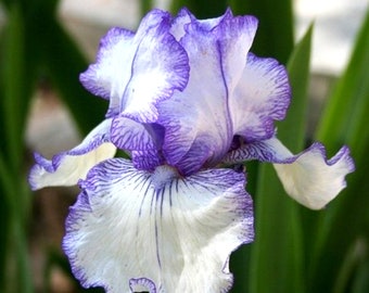 Freshly Dug **LILAC SHOWERS** Tall Bearded Iris Rhizome Combined Ship Aug/Sep Freshly Dug **LILAC SHOWERS** Tall Bearded Iris Rhizome Combined Ship Aug/Sep