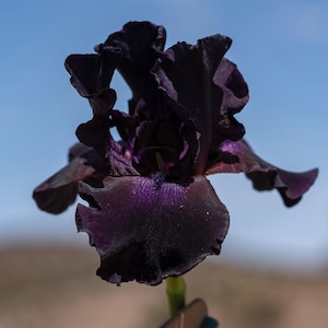 May include: A close-up of a dark purple iris flower against a blue sky. The flower has ruffled petals with a velvety texture. The center of the flower has a deeper, almost black hue, with hints of purple.