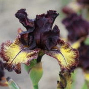May include: Close-up of a dark purple iris flower with yellow and maroon accents. The flower has ruffled petals and a green stem. The background is a soft, neutral color, highlighting the vibrant colors of the flower.