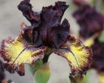 SORBONNE, Tall Bearded Iris. Freshly Dug. Pre-order, Ships: Jul-Apr