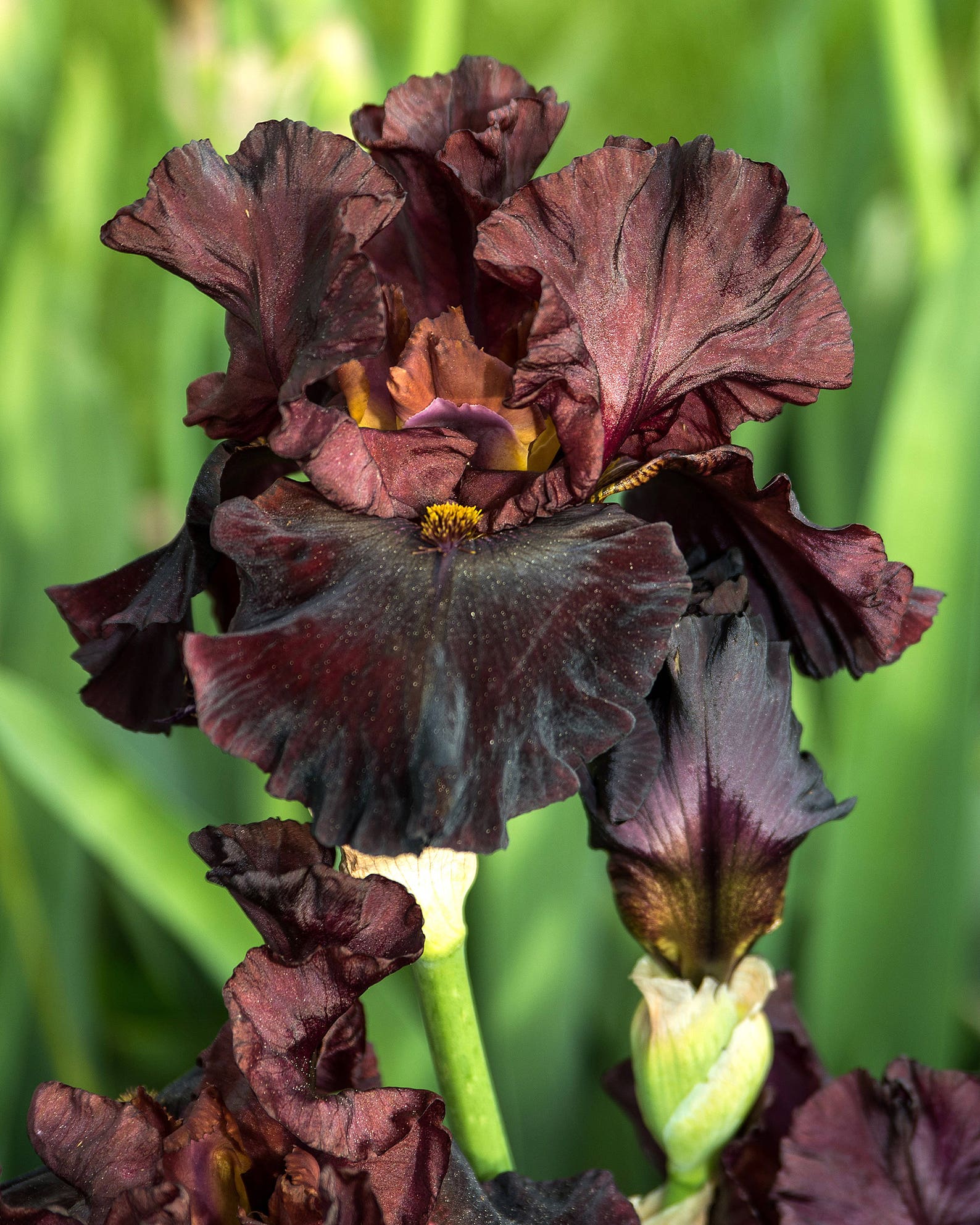 RAPTOR RED. Tall Bearded Iris.Freshly Dug. Ships in Etsy
