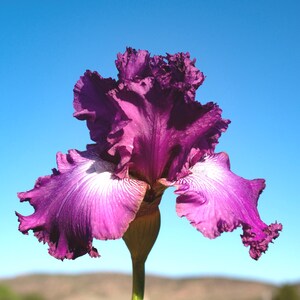 May include: A close-up of a vibrant purple iris flower against a clear blue sky. The flower's petals display a gradient of colors, transitioning from deep purple to white with delicate veining. The flower is in full bloom, showcasing its ruffled edges and intricate details.