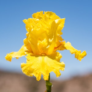 Lo mejor y más brillante. Rizoma de iris barbudo alto: Amarillo limón brillante, flor rizada.