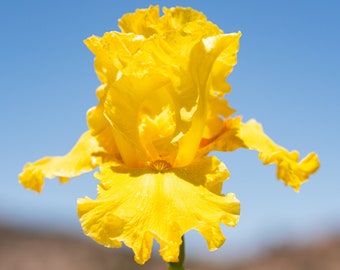 Best & Brightest. Tall Bearded Iris Rhizome: Bright Lemon Yellow, Ruffled Bloom.