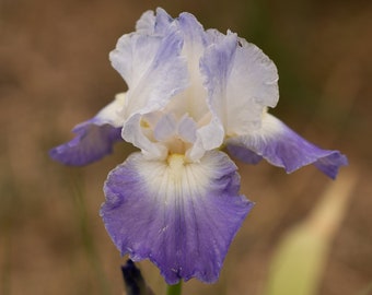 CLARENCE. "REBLOOMER" Tall Bearded Iris,  Purple & White. Freshly Dug. Ships: Jul - Sep