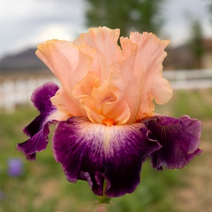 May include: A close-up of a vibrant iris flower. The upper petals are a soft peach color, transitioning to a deeper orange towards the center. The lower petals are a rich purple with a lighter, almost white, edge. The flower is in full bloom.