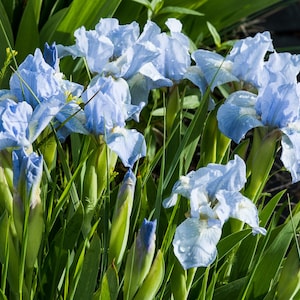 ROBIN'S  EGG, (Dwarf) Miniature Dwarf Bearded Iris. Rhizome with a fan of leaves. Freshly dug prior to shipment. Ships Aug - Sep