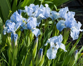 ROBIN'S  EGG, (Dwarf) Miniature Dwarf Bearded Iris. Rhizome with a fan of leaves. Freshly dug prior to shipment. Ships Aug - Sep