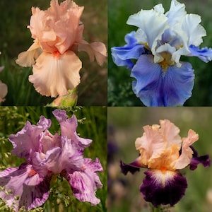 May include: A collage of four vibrant iris flowers in full bloom. The irises display a range of colors, including peach, blue, purple, and a combination of orange and deep purple. The petals have intricate patterns and textures, set against a blurred green background.
