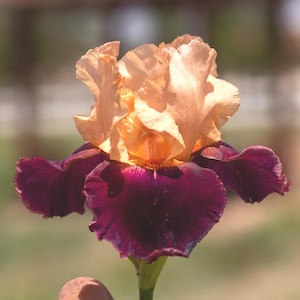 BACKDRAFT, Tall Bearded Iris. Freshly dug prior to shipment. Ships July-September.