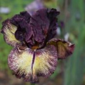 May include: Close-up of a dark purple iris flower with yellow and purple veining on the petals. The flower has a ruffled appearance and is set against a blurred green background, showcasing the natural beauty of the bloom.