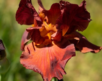 My Friend Jonathan, Tall Bearded Iris. Red, Rhizome with a fan of leaves. Combined shipping. Freshly dug prior to shipment. Ships: Jul - Sep