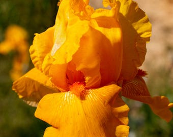Orange King, Tall Bearded Iris. Rhizome with a fan of leaves. Freshly dug prior to shipment, July/Sep