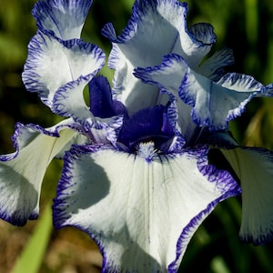 May include: Close-up of a white iris flower with ruffled petals edged in deep purple. The center of the flower is a rich, dark blue. The flower is in full bloom, showcasing its intricate details and vibrant colors.