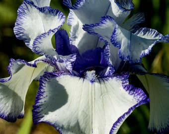 HEMSTITCHED, "REBLOOMER" Tall Bearded Iris. Rhizome with green leaves. Freshly dug. PreOrder, Combined Shipping: Jul - Sep