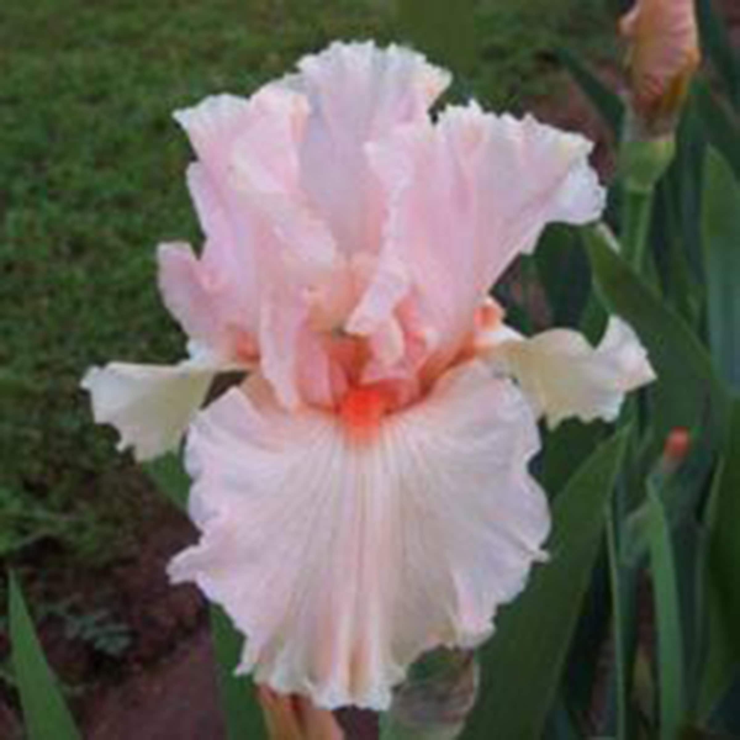 Spring Splendor Iris OCTOBER SPLENDOR, Tall Bearded Iris. Freshly Dug Rhizome With a Fan of ...