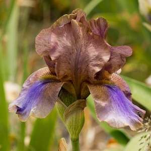 May include: Close-up of a blooming iris flower. The flower has ruffled petals in shades of brown, purple, and blue. The flower is in full bloom, with the petals fully open. The background is blurred, with green foliage.
