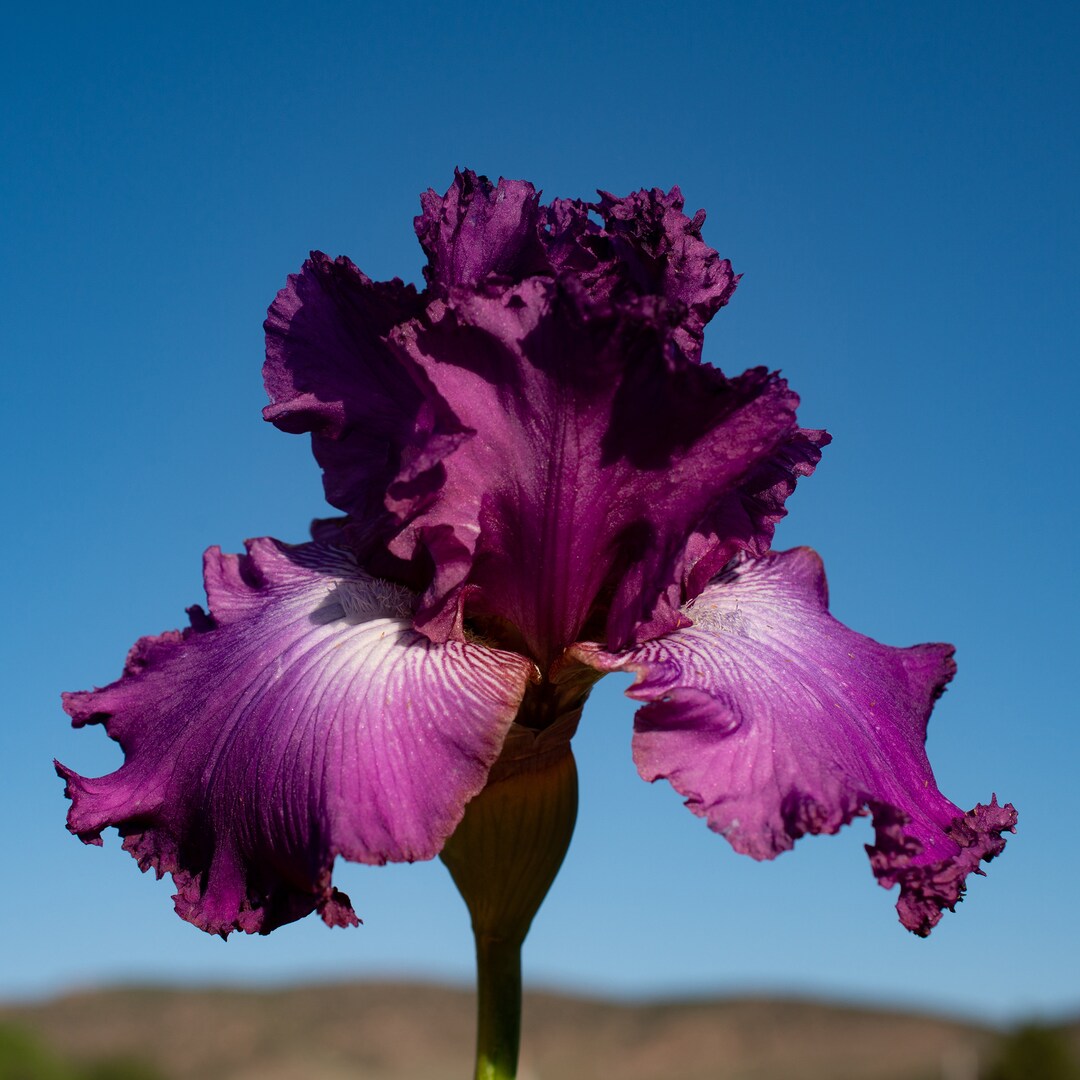 Windsor Rose, Tall Bearded Iris. Freshly Dug Rhizome With a Fan of Green Leaves. Free Shipping