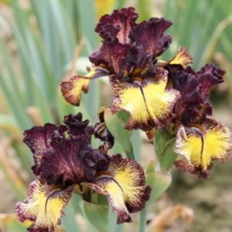 May include: Close-up of several iris flowers. The flowers have a deep burgundy color with yellow and brown accents. The petals have a ruffled texture, and the flowers are in full bloom. Green leaves are visible in the background.