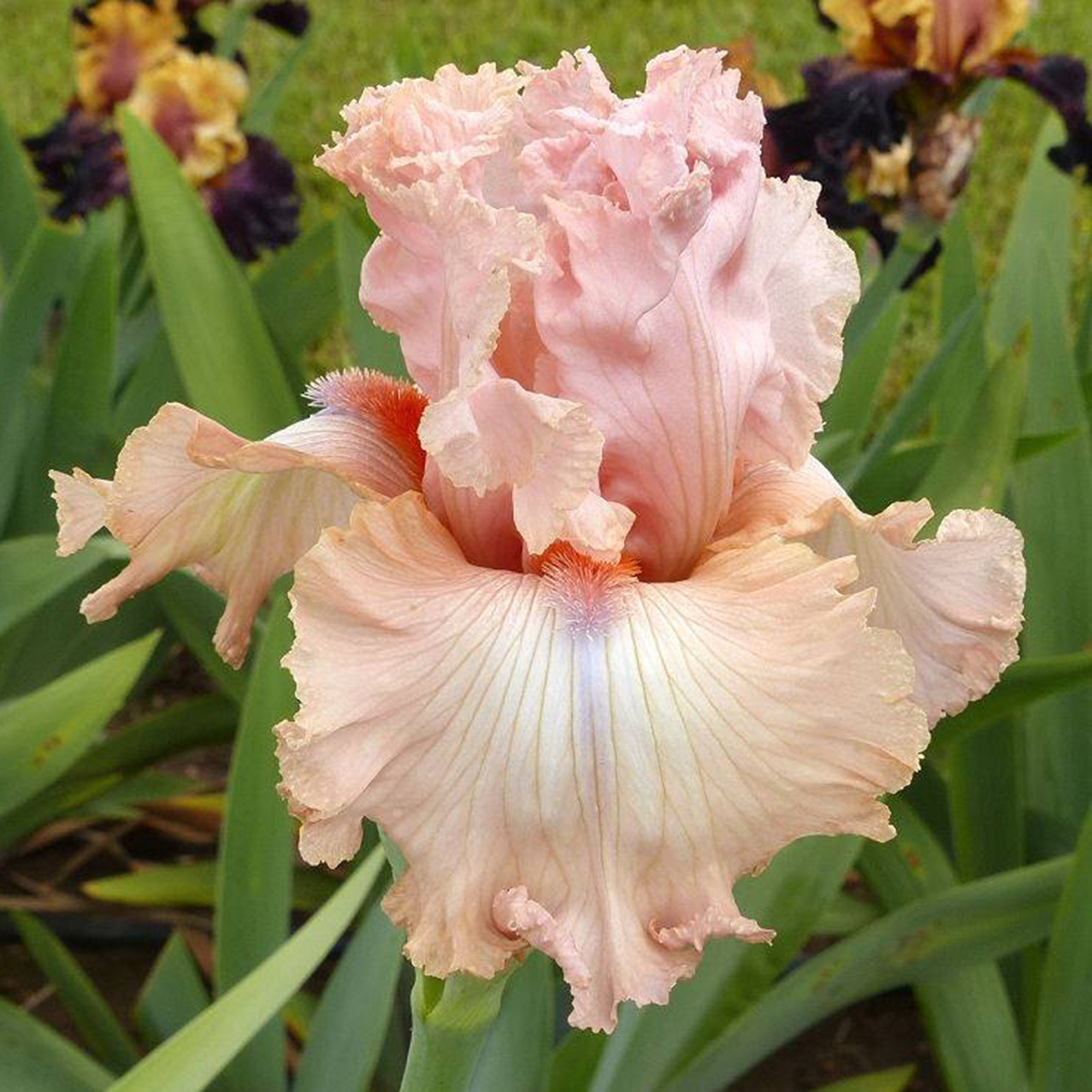 SOCIAL BLUSH Tall Bearded Iris. Freshly Dug Rhizome With a - Etsy