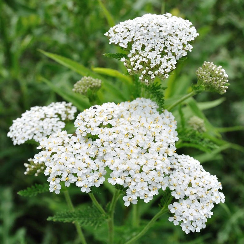 1 Pound WESTERN YARROW Achillea Millefolium Seeds. White | Etsy