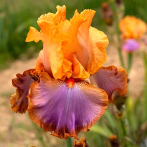 GRAND CANYON SUNSET, Tall Bearded Iris. Freshly Dug. Ships July - Sep