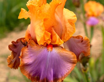 GRAND CANYON SUNSET, Tall Bearded Iris. Freshly Dug. Ships July - Sep