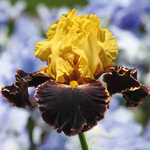 May include: Close-up of a vibrant iris flower. The upper petals are a bright yellow, while the lower petals are a deep, velvety purple-black with ruffled edges. The flower is set against a soft, blurred background of blue and green.