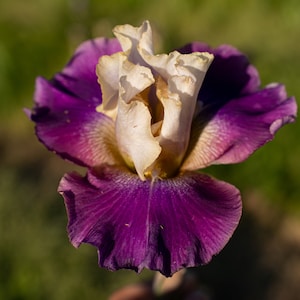 May include: A close-up of a purple and white iris flower with ruffled petals. The flower is in focus, while the background is blurred.