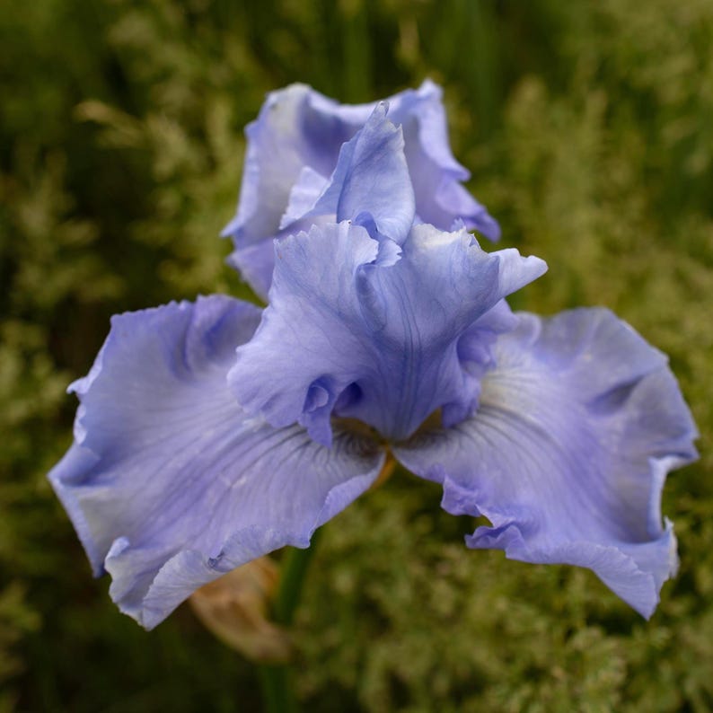 IrisHaven Sugar Blues Bearded Iris - Thumbnail 4