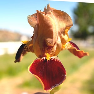 May include: Close-up of an iris flower with a warm color palette. The petals are a mix of brown, burgundy, and yellow, with intricate patterns and textures. The flower is in full bloom, showcasing its delicate structure against a blurred background.