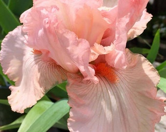 PINK MATTERS, Tall Bearded Iris. Freshly Dug. Ships Jul - Sep