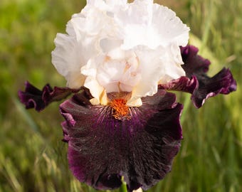 May include: A close-up of a beautiful iris flower. The top petals are a ruffled white, transitioning to a soft pink center. The lower petals are a deep, velvety purple with a touch of orange at the center. The background is a soft green.