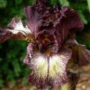 May include: Close-up of a dark purple iris flower with ruffled petals. The flower has white and yellow accents near the center, with a textured appearance. The background is a blurred green.