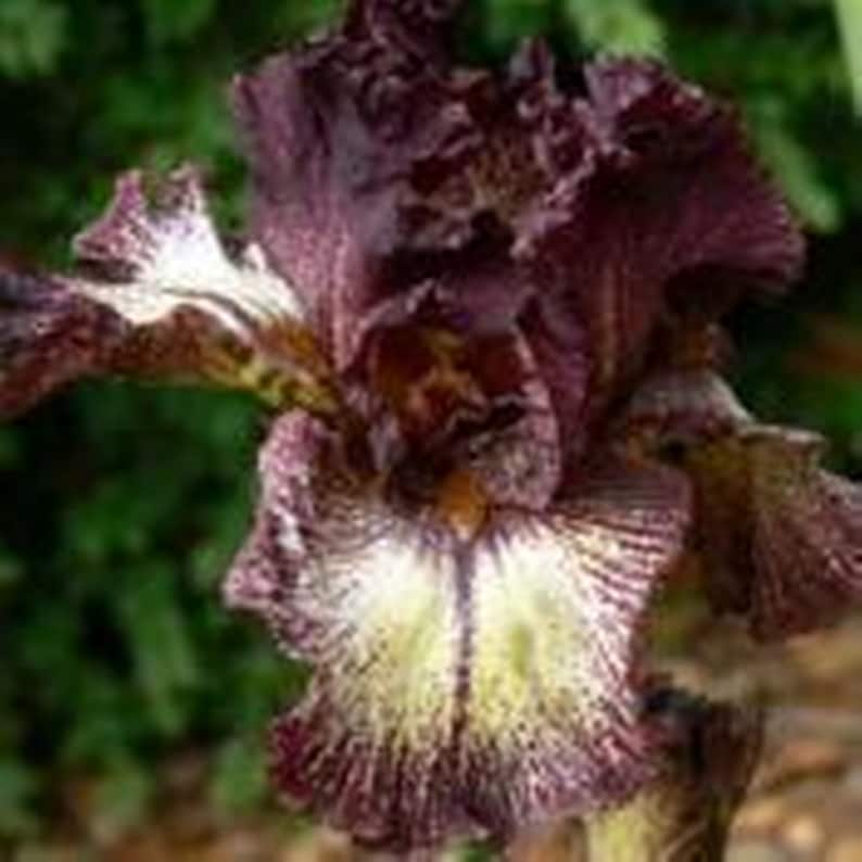 May include: Close-up of a dark purple iris flower with ruffled petals. The flower has white and yellow accents near the center, with a textured appearance. The background is a blurred green.