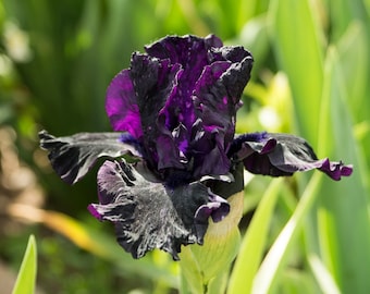 May include: A close-up of a dark purple iris flower with ruffled petals. The flower is in bloom and has a green stem.