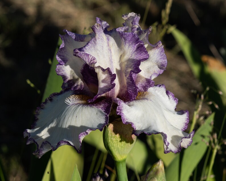 RELIABLE REBLOOMER Tall Bearded Iris Rhizome 'BATTLE OF THE BANDS