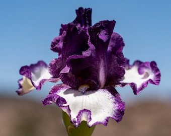 FOOTLOOSE, Tall Bearded Iris. Rhizome with a fan of green leaves. Freshly dug. Free shipment. PreOrder, ships July - Sept