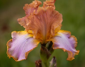 May include: A close-up of a blooming iris flower. The flower has ruffled, peach-colored petals with a yellow and purple base. The flower is in full bloom, with a green stem and a blurred green background.