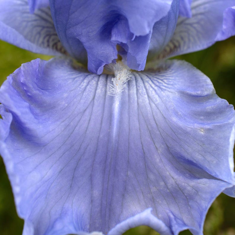 IrisHaven Sugar Blues Bearded Iris - Thumbnail 2