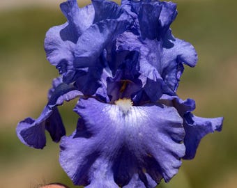 Victoria Falls, (Blue) Tall Bearded Iris. **Rebloomer** Ships July - Sep.