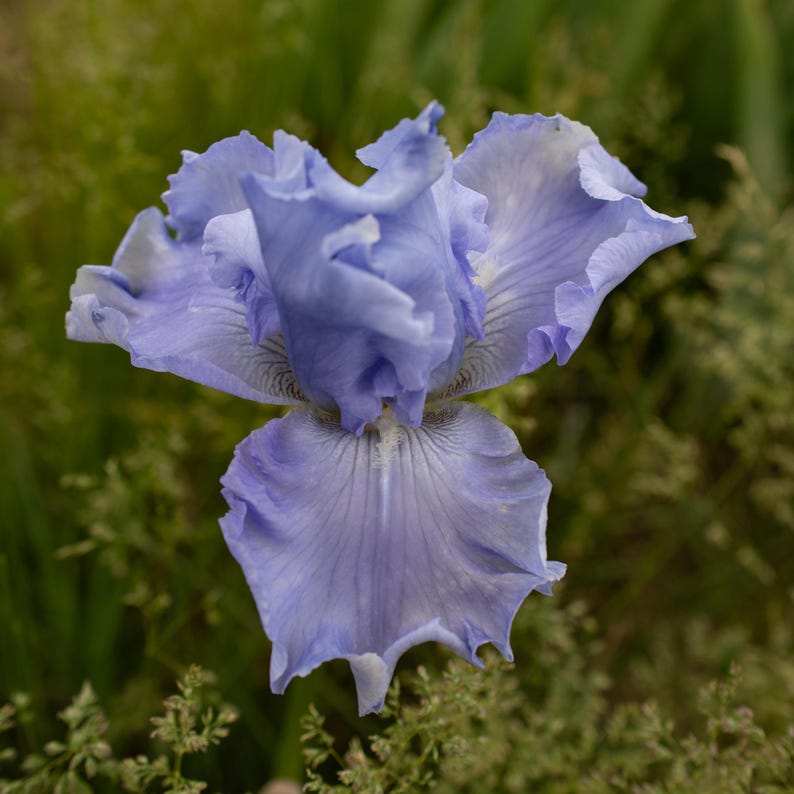 IrisHaven Sugar Blues Bearded Iris - Thumbnail 3