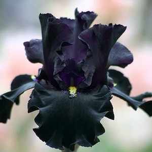 May include: A close-up of a fully bloomed black iris flower. The flower has ruffled petals with a deep purple hue and a yellow center. The background is a soft, blurred mix of pink and green.