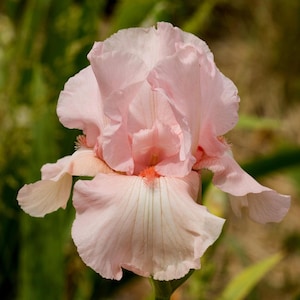 May include: Close-up of a light pink iris flower with ruffled petals. The flower has a soft, delicate appearance with a hint of peach in the center. The petals are veined, and the flower is set against a blurred green background.