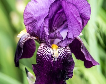 Eleanor Roosevelt. Tall Bearded Iris Rhizome, Fan. Historical, Traditional, Heirloom. Purple. Pre-Order, Ships Mar - Sep