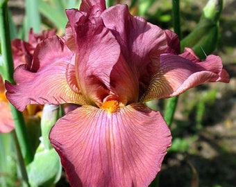Bloodline, Tall Bearded Iris. Freshly Dug Rhizome. Ships July - September.